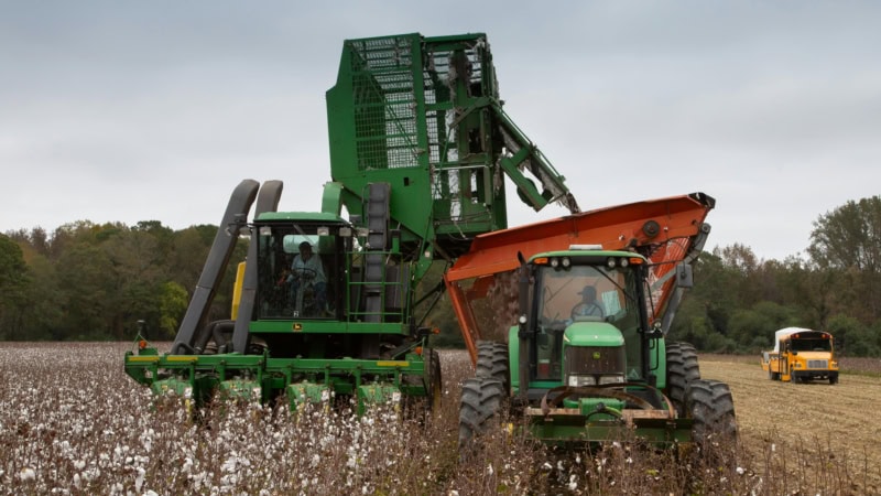 Farmers harvest cotton with combines and loaders.