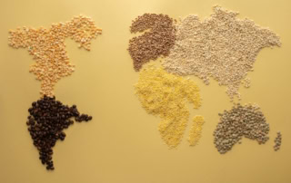 Various seed types form a global map to illustrate using polyvinyl alcohol in seed coating formulations.